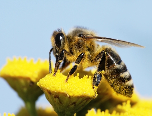 bee pollinating a flower